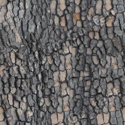 Seamless Tree Bark